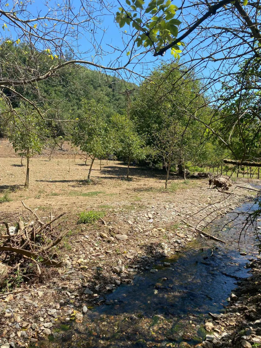ACİL SATILIK MANİSA / TURGUTLU KUŞLAR MAHALLESİ  2.560 m² TEK TAPU CEVİZLİK BAHÇE - Fotoğraf 4