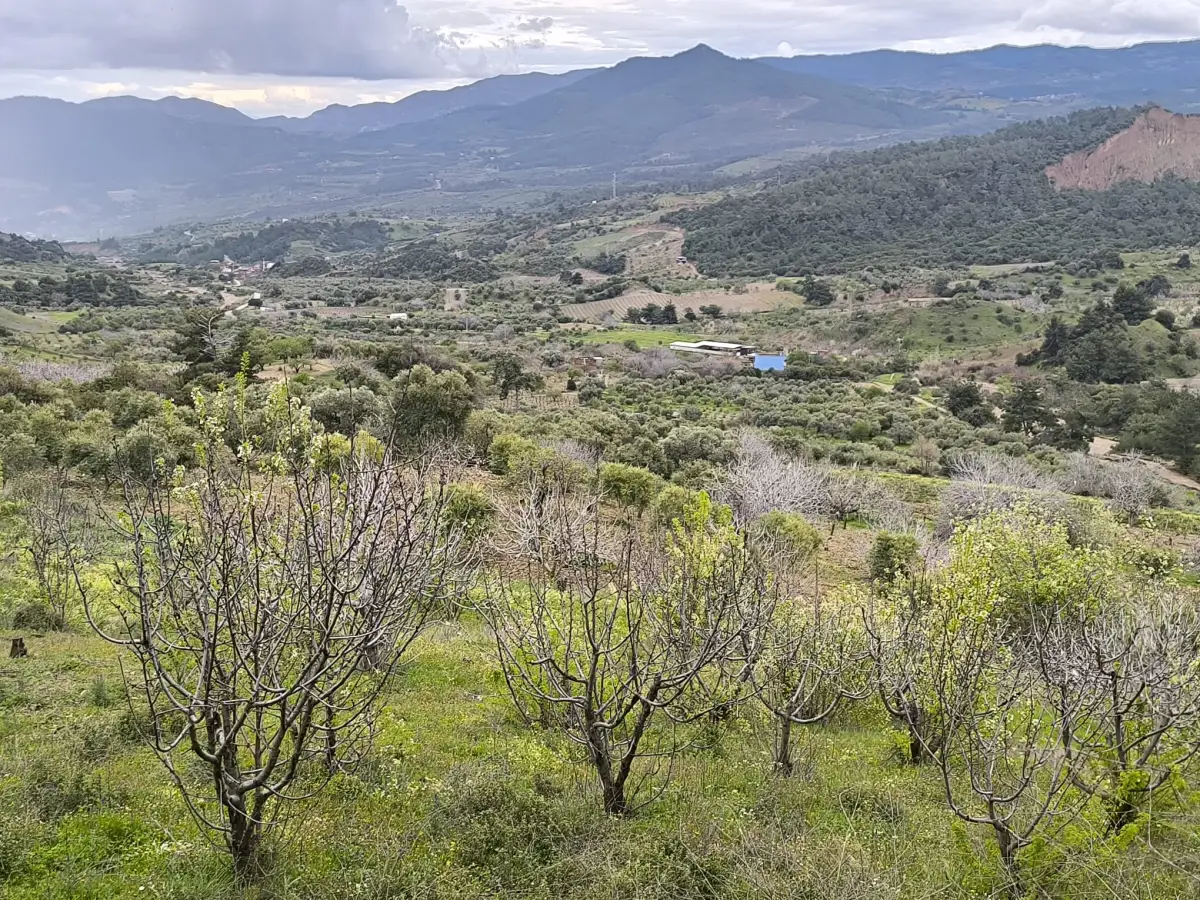 ACİL SATILIK ZEYTİNLİ TARLA 9.250 M² TEK TAPU - Fotoğraf 1
