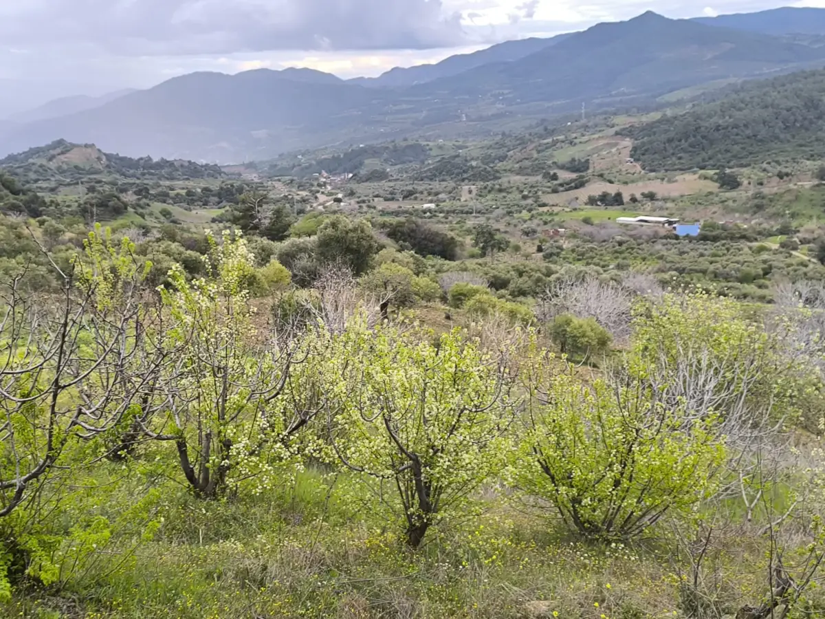 ACİL SATILIK ZEYTİNLİ TARLA 9.250 M² TEK TAPU - Fotoğraf 3