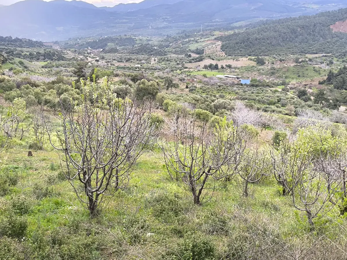 ACİL SATILIK ZEYTİNLİ TARLA 9.250 M² TEK TAPU - Fotoğraf 5