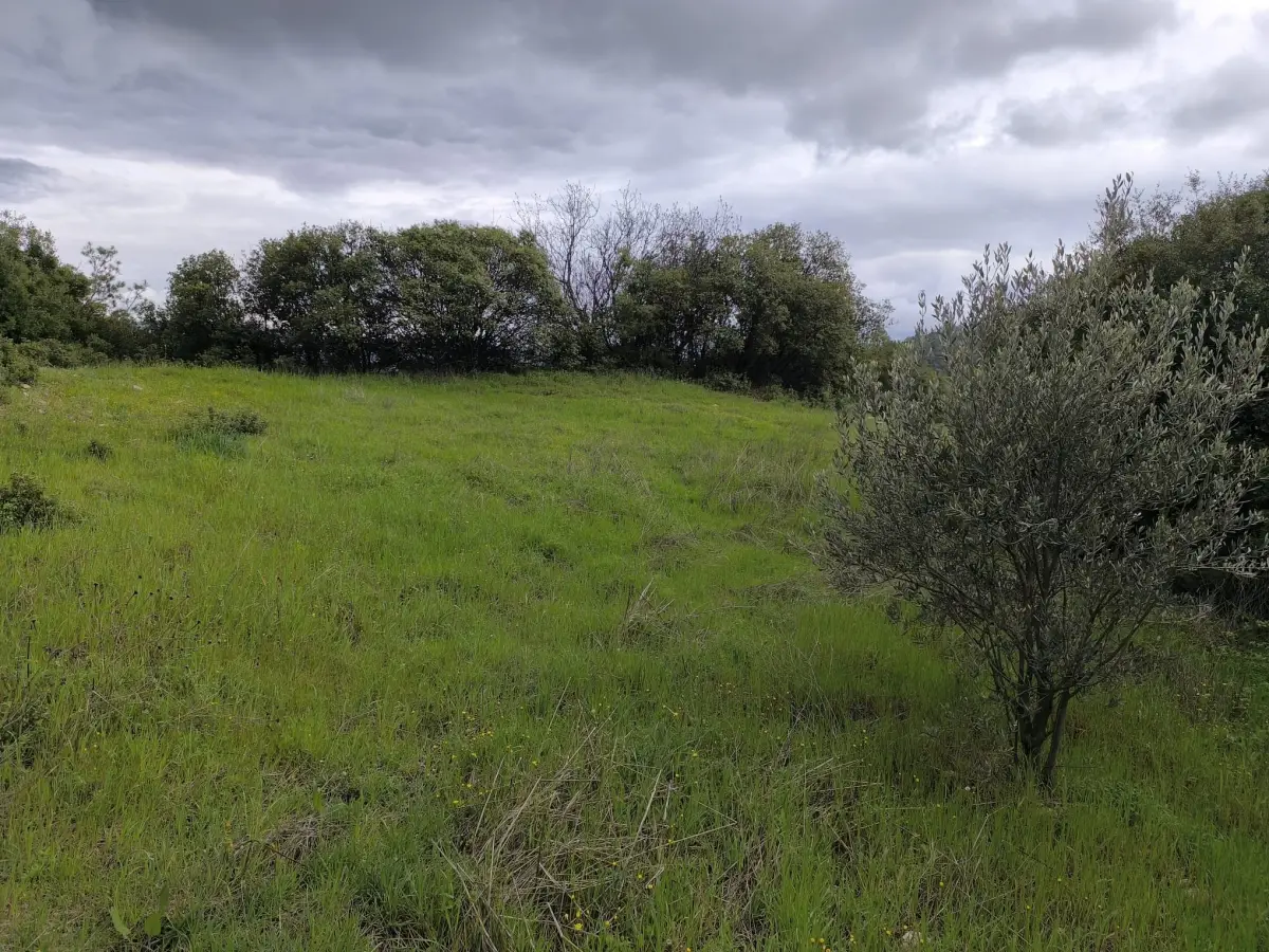 ACİL SATILIK ZEYTİNLİ TARLA 9.250 M² TEK TAPU - Fotoğraf 9