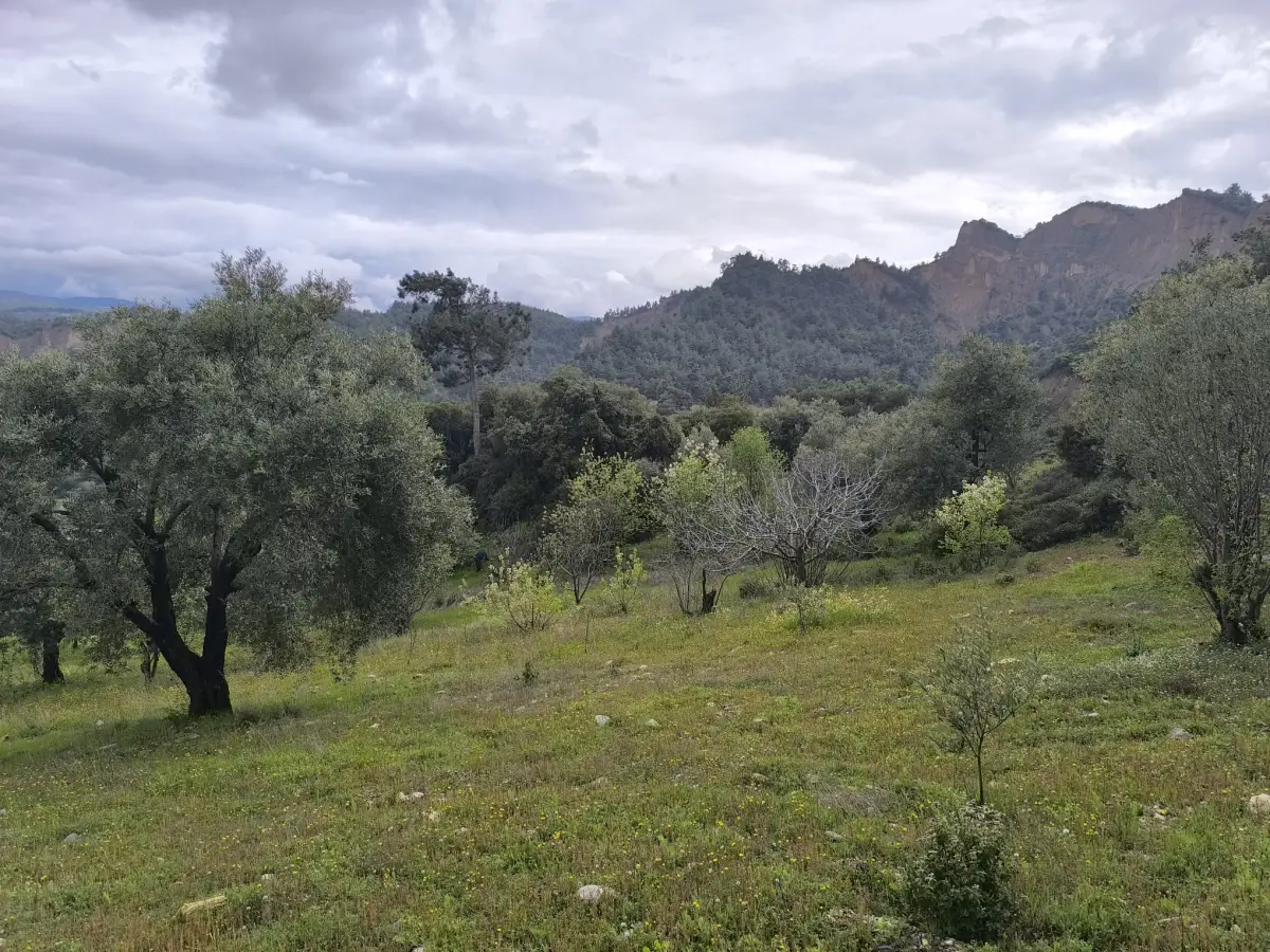 ACİL SATILIK ZEYTİNLİ TARLA 9.250 M² TEK TAPU - Fotoğraf 12