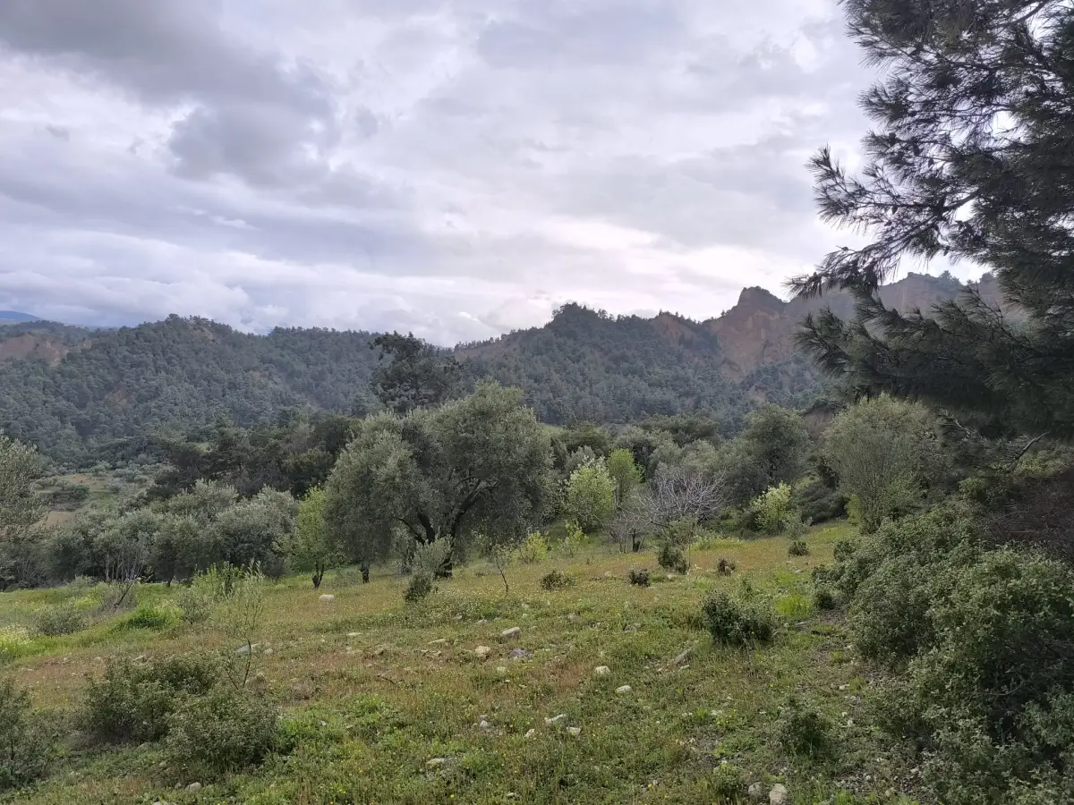 ACİL SATILIK ZEYTİNLİ TARLA 9.250 M² TEK TAPU - Fotoğraf 13