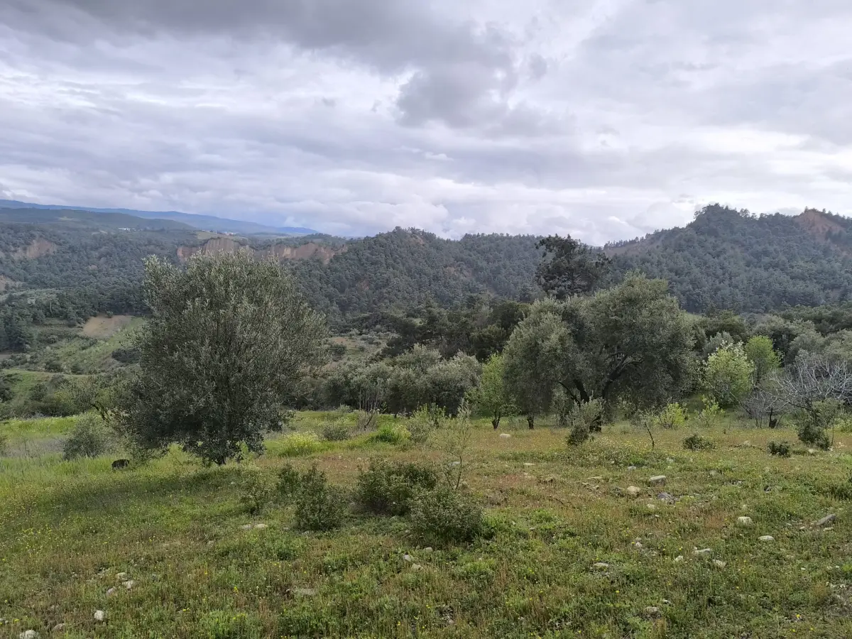 ACİL SATILIK ZEYTİNLİ TARLA 9.250 M² TEK TAPU - Fotoğraf 14