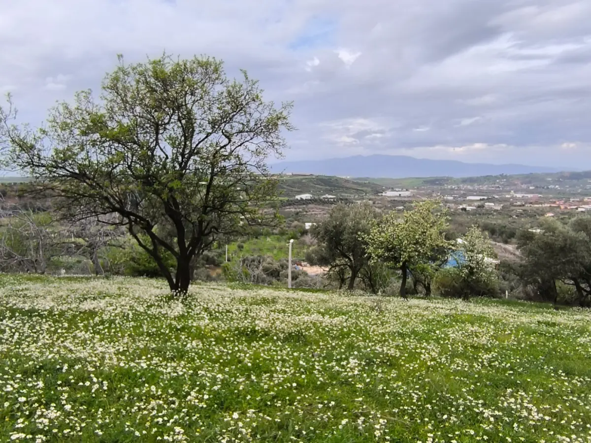 ACİL SATILIK FIRSAT ARAZİ   İZMİR KEMALPAŞA SARIÇALI - Fotoğraf 8