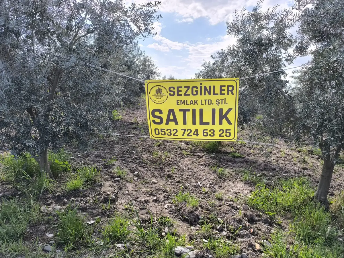 ACİL SATILIK FIRSAT ZEYTİNLİK   FİYAT: 2.200.000 TL  2.180 M² - Fotoğraf 8