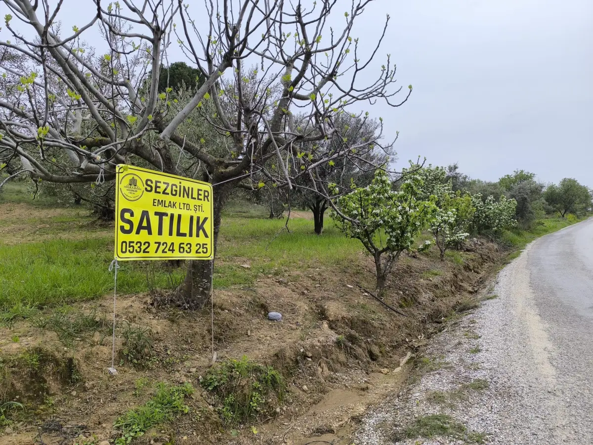 ACİL SATILIK MANZARALI ZEYTİNLİK   1.100 M²  1.750.BİN TL - Fotoğraf 1