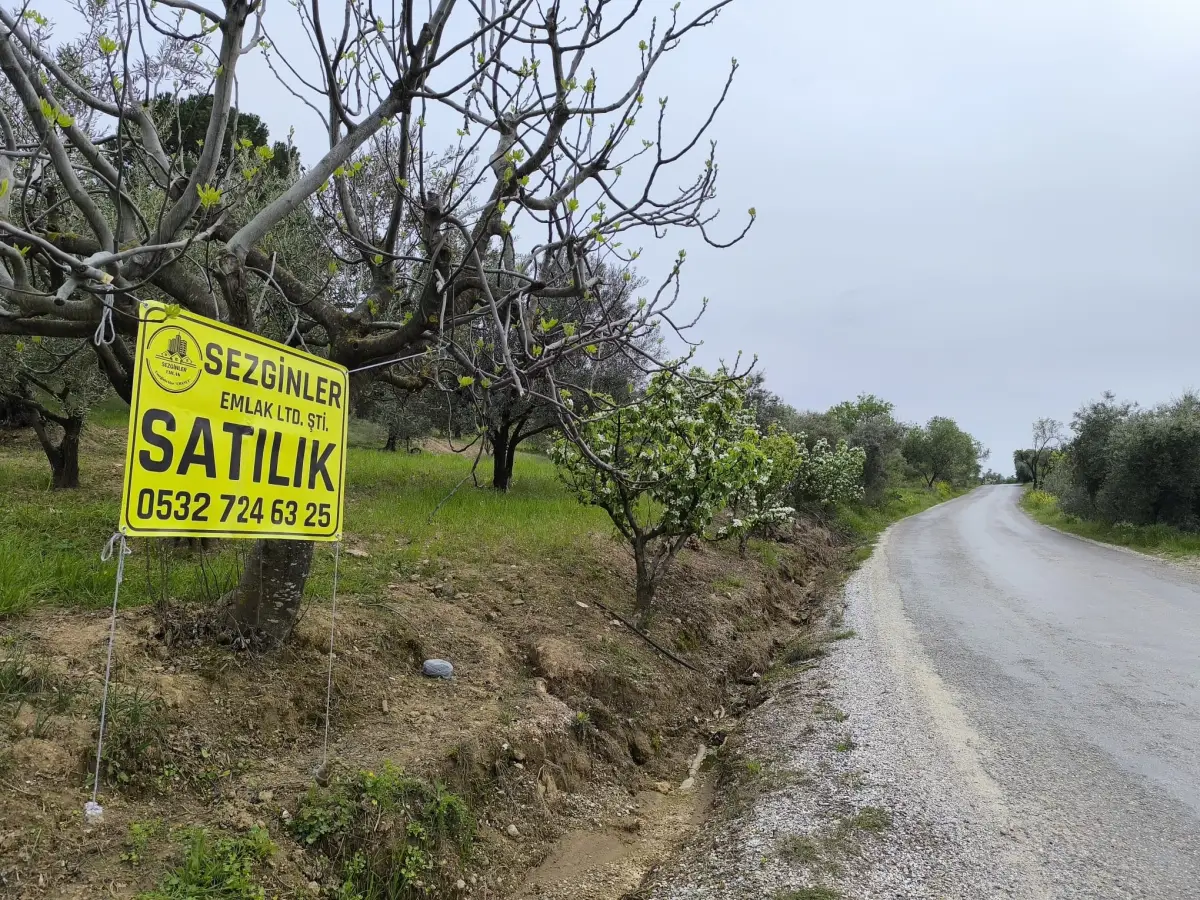 ACİL SATILIK MANZARALI ZEYTİNLİK   1.100 M²  1.750.BİN TL - Fotoğraf 5