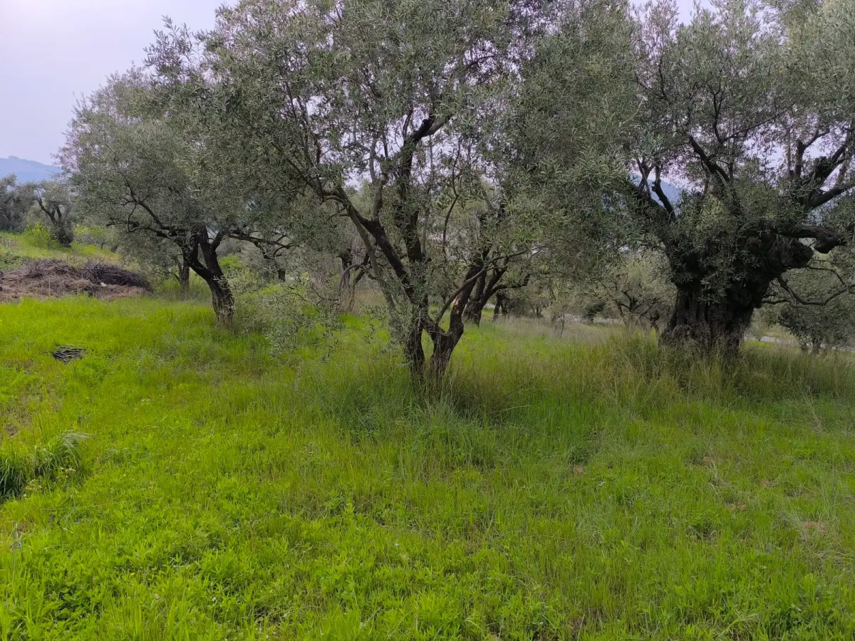 ACİL SATILIK MANZARALI ZEYTİNLİK   1.100 M²  1.750.BİN TL - Fotoğraf 10