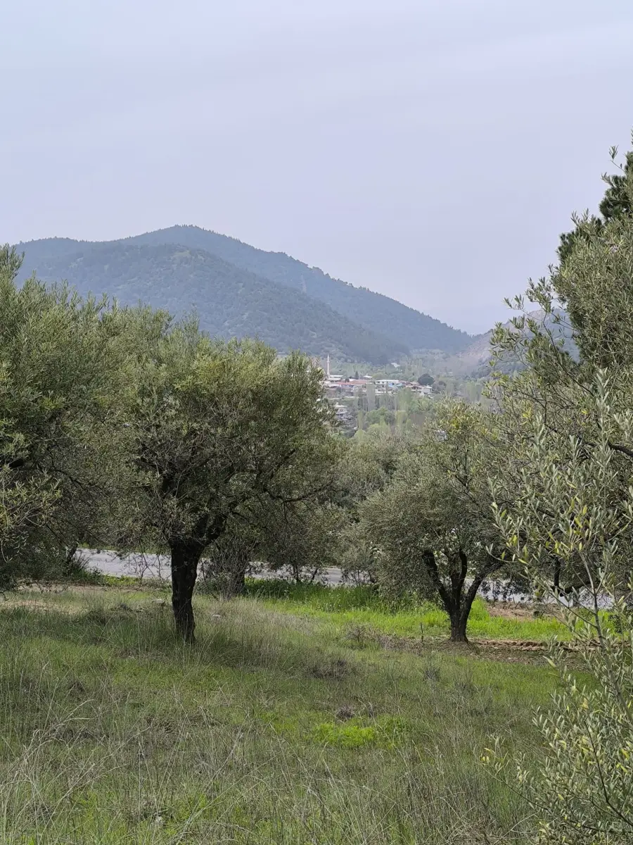 ACİL SATILIK MANZARALI ZEYTİNLİK   1.100 M²  1.750.BİN TL - Fotoğraf 17