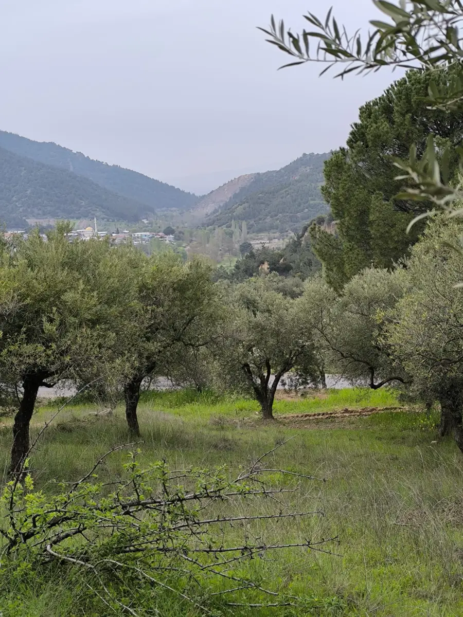 ACİL SATILIK MANZARALI ZEYTİNLİK   1.100 M²  1.750.BİN TL - Fotoğraf 18